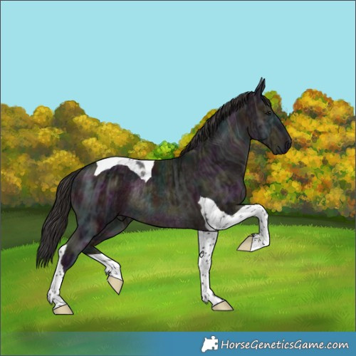 Horse Color:Midnight Brown Ice Tobiano Rabicano 
