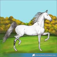 Horse Color:Gray Bay Dun Near Fewspot