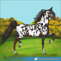 Horse Color:Liver Chestnut Near Leopard Rabicano
