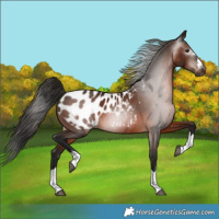 Horse Color:Gray Bay Blanket 