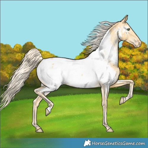 Horse Color:Gold Cream Champagne Appaloosa 