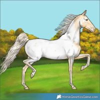 Horse Color:Gold Cream Champagne Near Fewspot 