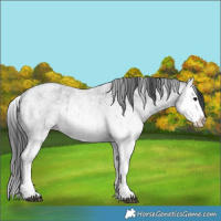 Horse Color:White Spotted Blue Roan Rabicano  and White Spotted Blue Roan Splash Rabicano 