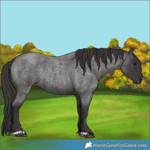 Horse Color:Smoky Blue Roan Rabicano 