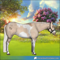 Horse Color:Silver Bay Dun Sabino Tobiano Frame Rabicano 