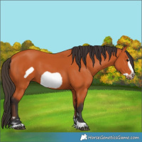Horse Color:Unknown 