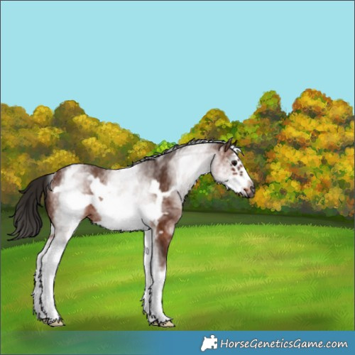 Horse Color:Gray White Spotted Bay Frame Rabicano