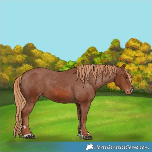 Horse Color:Chestnut Varnish 