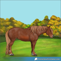 Horse Color:Chestnut Appaloosa 