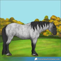 Horse Color:Blue Roan