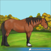 Horse Color:Bay 