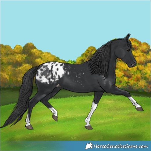Horse Color:Black Tobiano Blanket