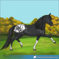 Horse Color:Black Tobiano Appaloosa 