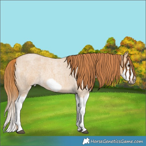 Horse Color:Red Dun Roan Splash Frame Rabicano 