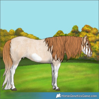 Horse Color:Red Dun Roan Splash Frame Rabicano