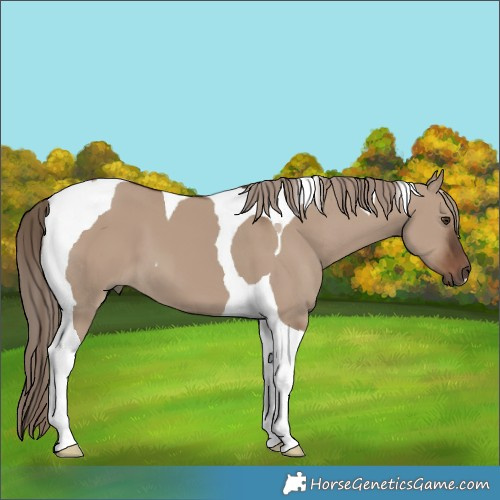 Horse Color:Liver Red Dun Tobiano 