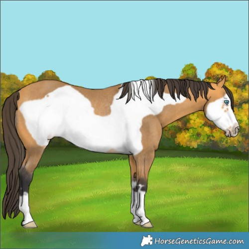 Horse Color:Buckskin Frame Rabicano 