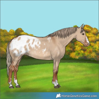 Horse Color:Red Dun Appaloosa 