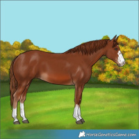 Horse Color:Chestnut 