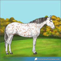 Horse Color:Bay Splash Tobiano Frame Appaloosa  and Bay Splash Tobiano Appaloosa 