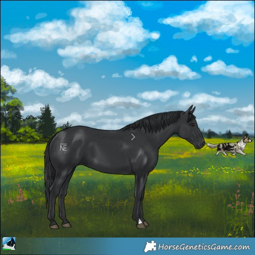 Horse Color:Black 