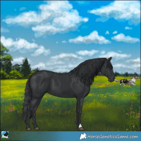 Horse Color:Black 