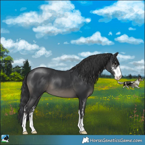 Horse Color:Black Sabino