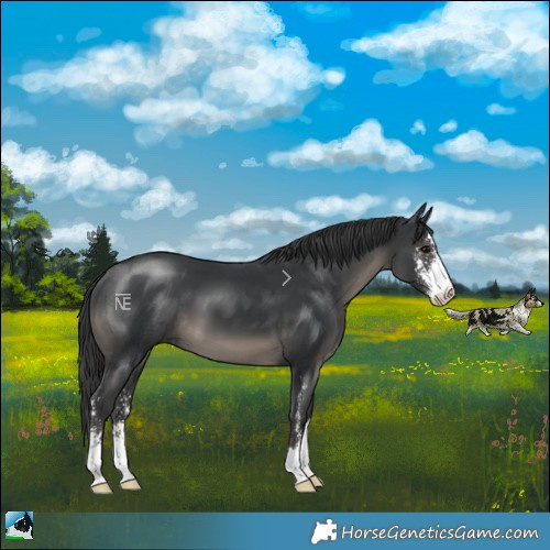 Horse Color:Black Sabino