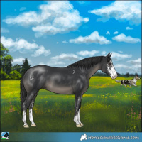 Horse Color:Black Sabino 
