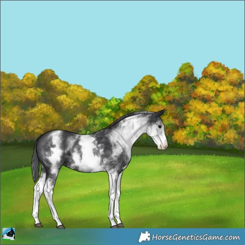 Horse Color:White Spotted Black Mushroom 