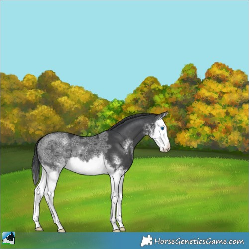 Horse Color:Black Ice Sabino Splash 