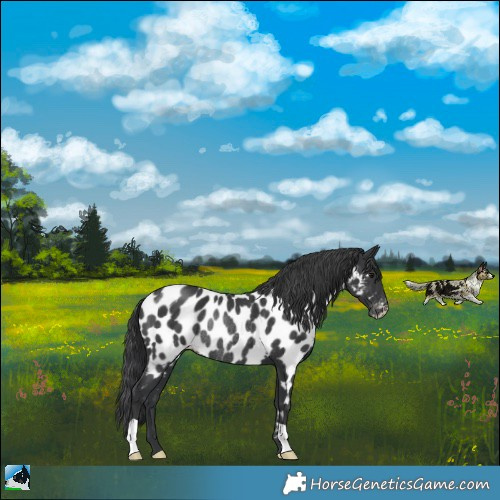 Horse Color:Black Appaloosa Rabicano 