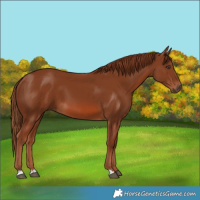 Horse Color:Chestnut 