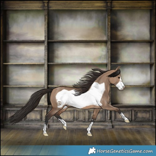 Horse Color:Brown Dun Frame