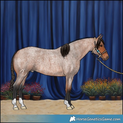 Horse Color:Bay Roan