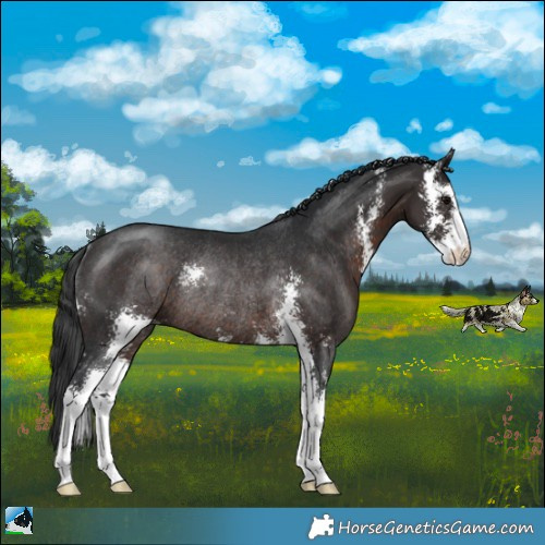 Horse Color:Brown Sabino Rabicano 