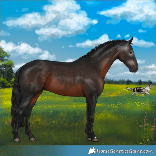 Horse Color:Gray Brown 
