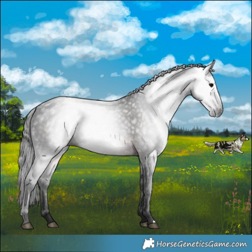 Horse Color:Gray Brown