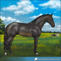 Horse Color:Buckskin 