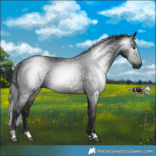 Horse Color:Gray Buckskin