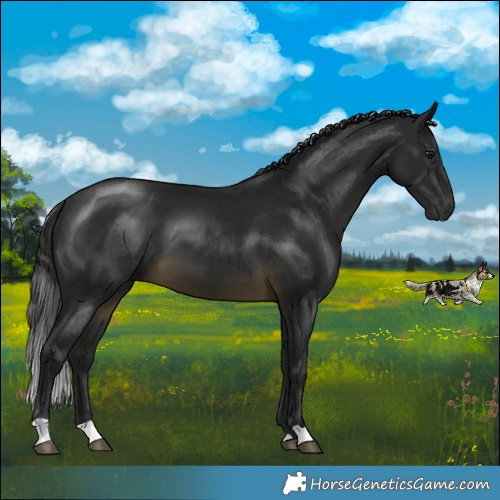 Horse Color:Gray Buckskin 