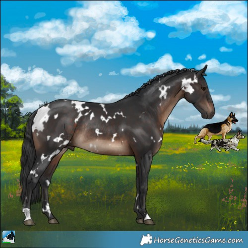Horse Color:White Spotted Brown Rabicano