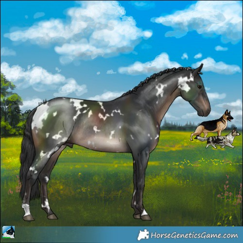 Horse Color:White Spotted Brown Rabicano 