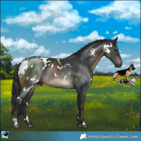 Horse Color:White Spotted Brown Rabicano 