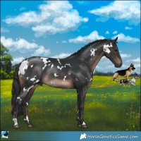 Horse Color:White Spotted Brown Rabicano 