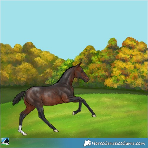 Horse Color:Bay Rabicano 