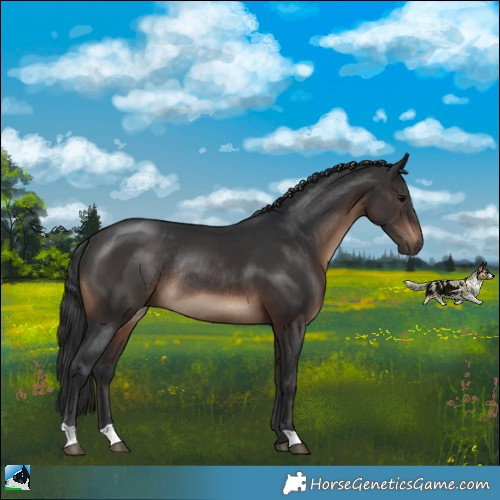 Horse Color:Brown Rabicano 