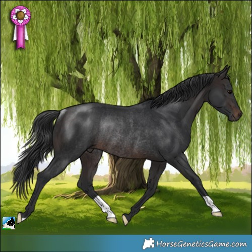 Horse Color:Brown Rabicano 