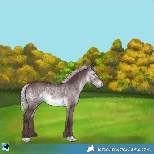 Horse Color:Chocolate Silver Brown Chinchilla Rabicano 
