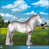 Horse Color:Chocolate Silver Buckskin Chinchilla Onyx Rabicano 